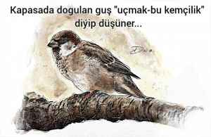 Dusia